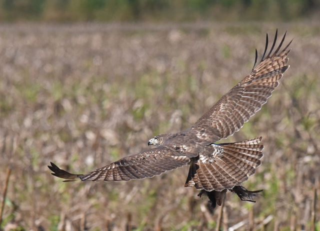 Red-tailed Hawk