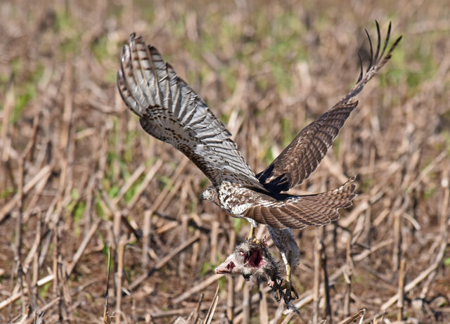 Red-tailed Hawk