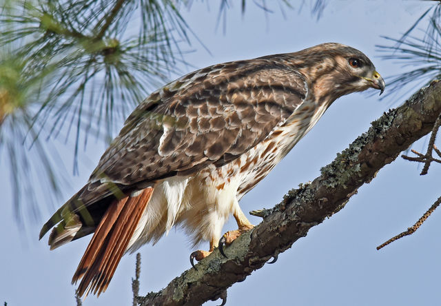Red-tailed Hawk