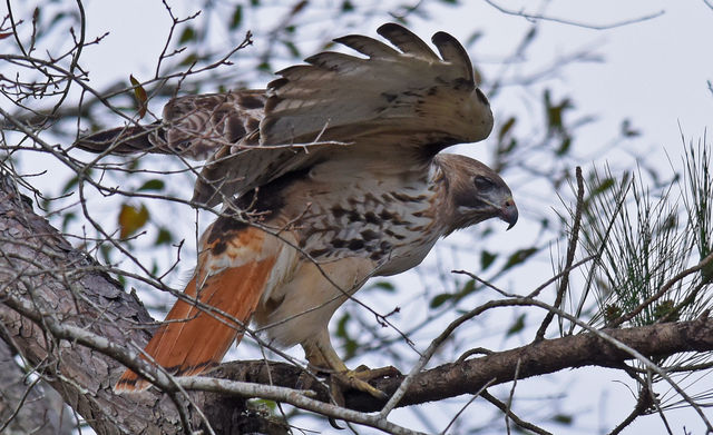Red-tailed Hawk