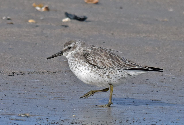 Red Knot