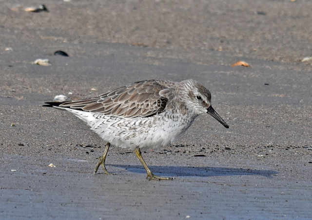 Red Knot