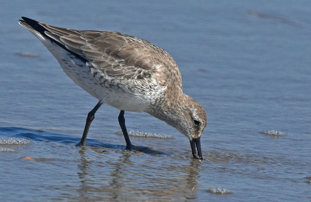 Red Knot