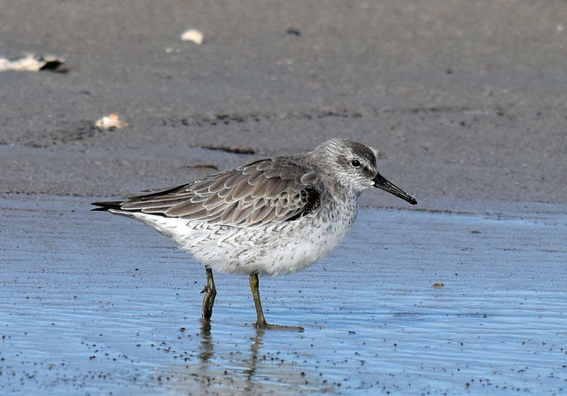 Red Knot