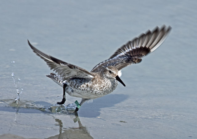 Red Knot