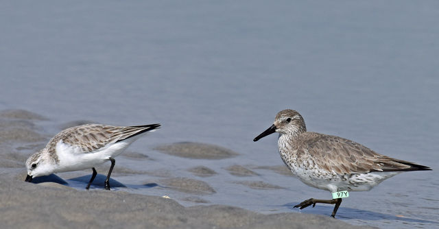 Red Knot