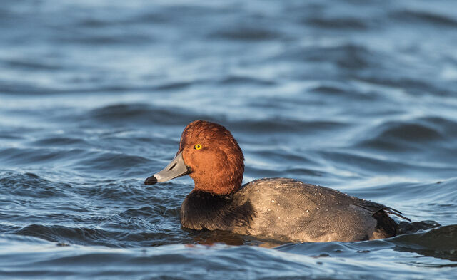 Redhead