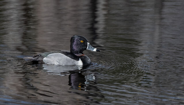 Ring-necked Duck