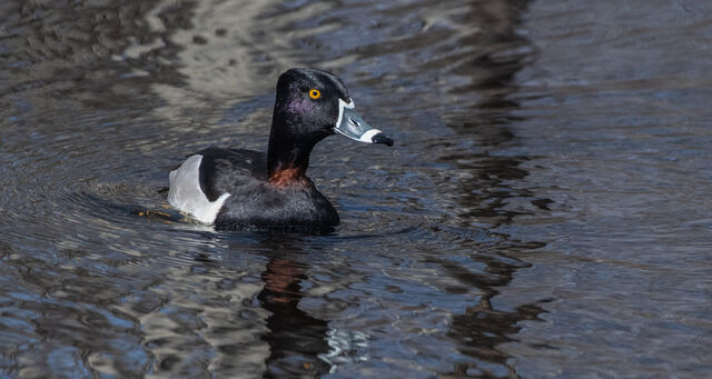 Ring-necked Duck