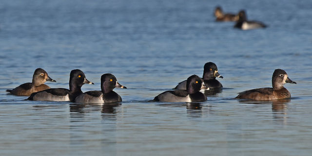 Ring-necked Duck