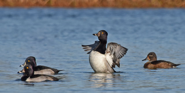 Ring-necked Duck
