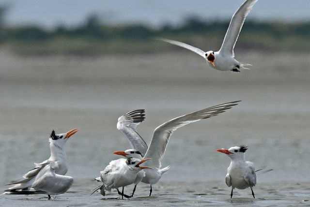 Royal Tern