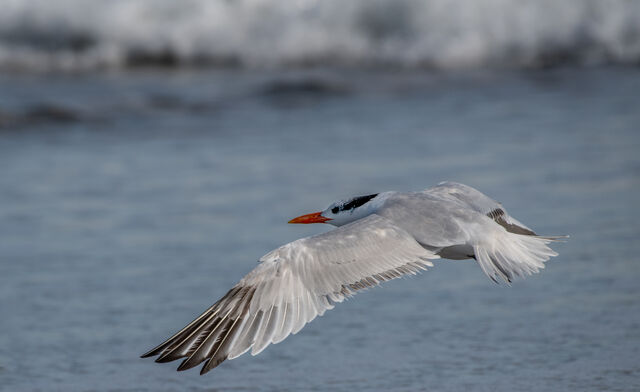 Royal Tern