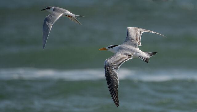 Royal Tern