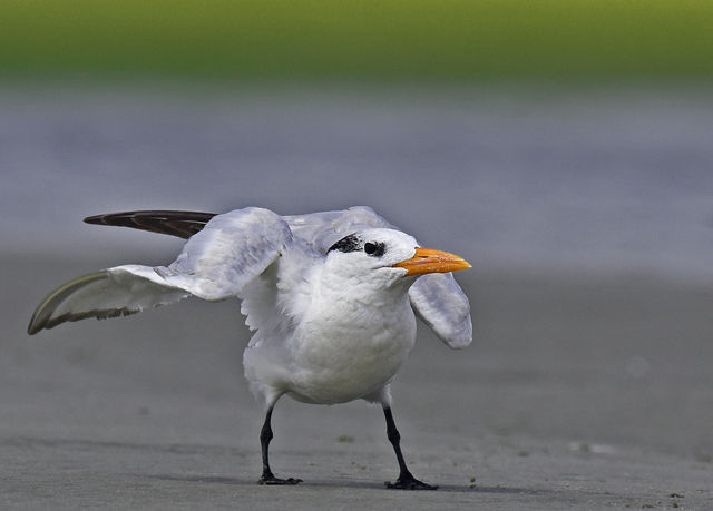 Royal Tern