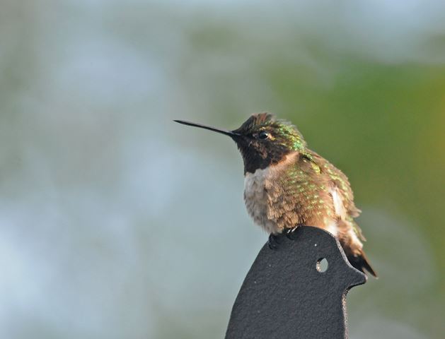 Ruby-throated Hummingbird