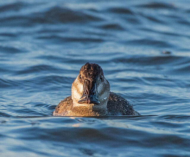 Ruddy Duck