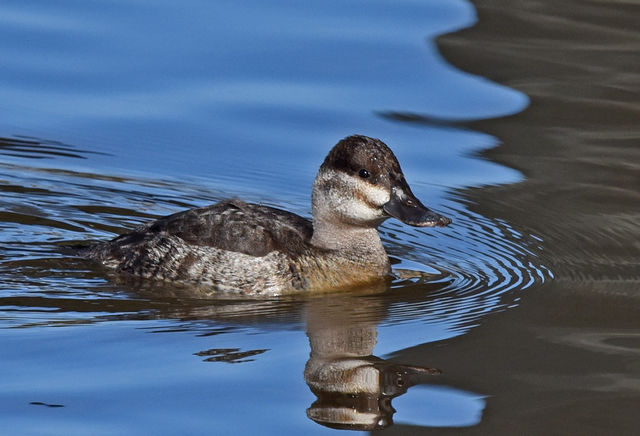 Ruddy Duck