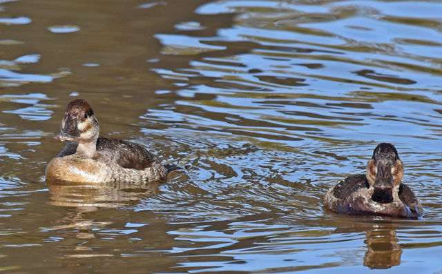 Ruddy Duck