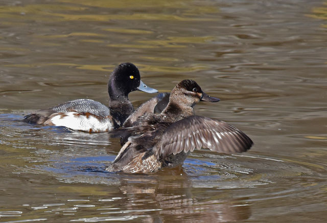 Ruddy Duck