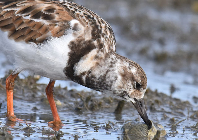 Ruddy Turnstone