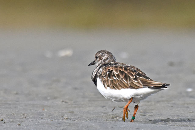Ruddy Turnstone