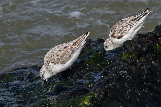 Sanderling