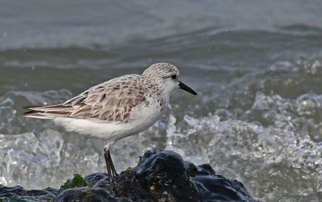 Sanderling