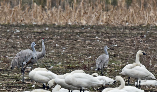 Sandhill Crane
