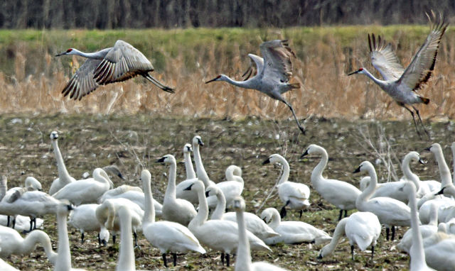 Sandhill Crane