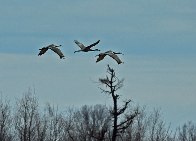 Sandhill Crane