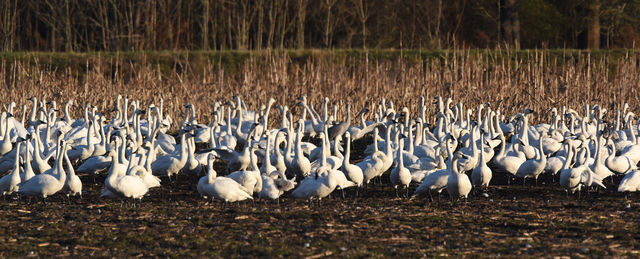 Sandhill Crane