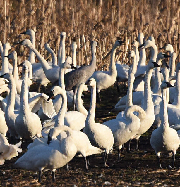 Sandhill Crane