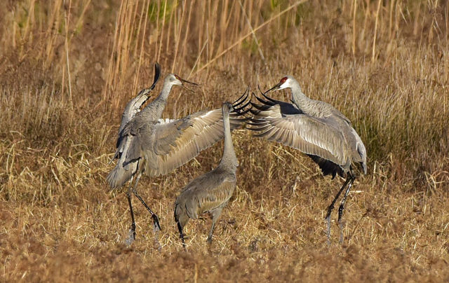 Sandhill Crane