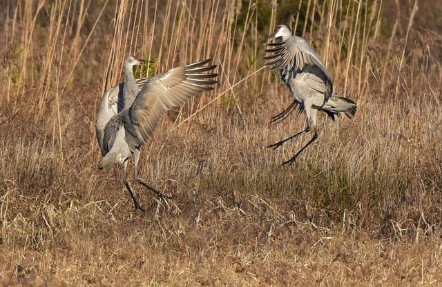 Sandhill Crane