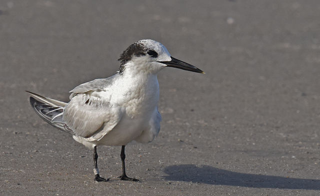 Sandwich Tern