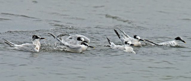 Sandwich Tern