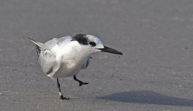 Sandwich Tern