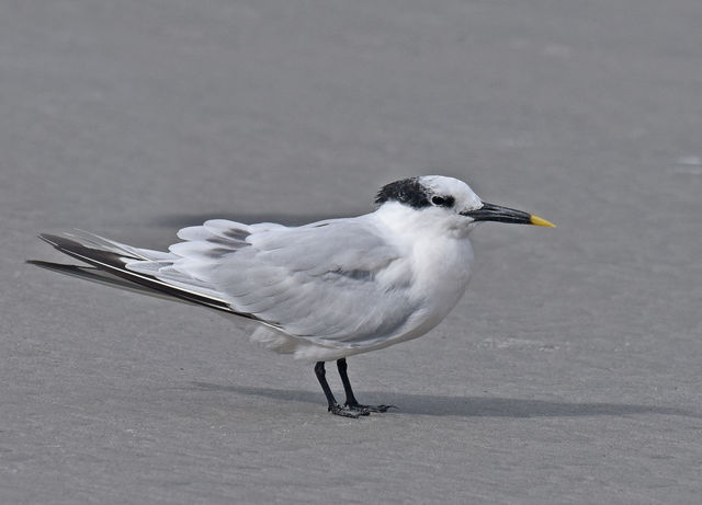 Sandwich Tern