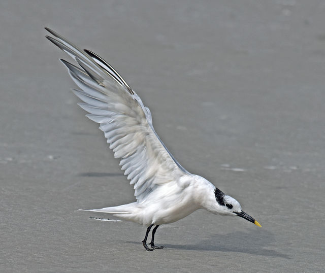 Sandwich Tern