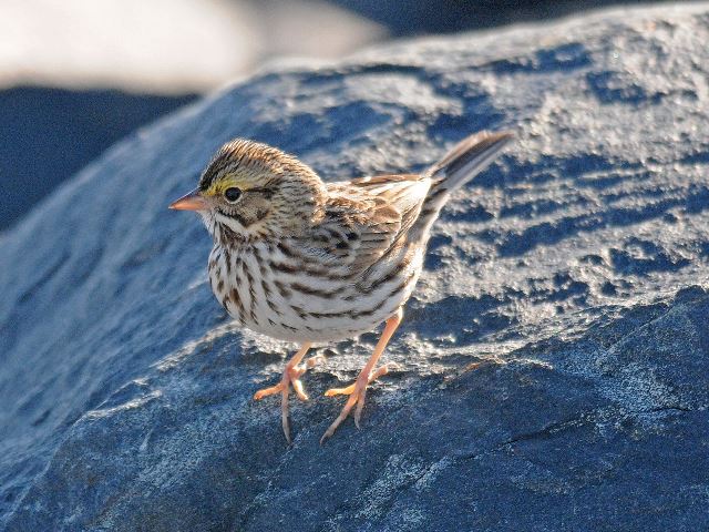 Savannah Sparrow