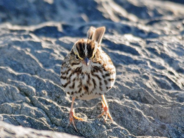 Savannah Sparrow