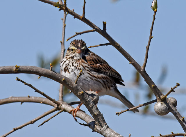 Savannah Sparrow