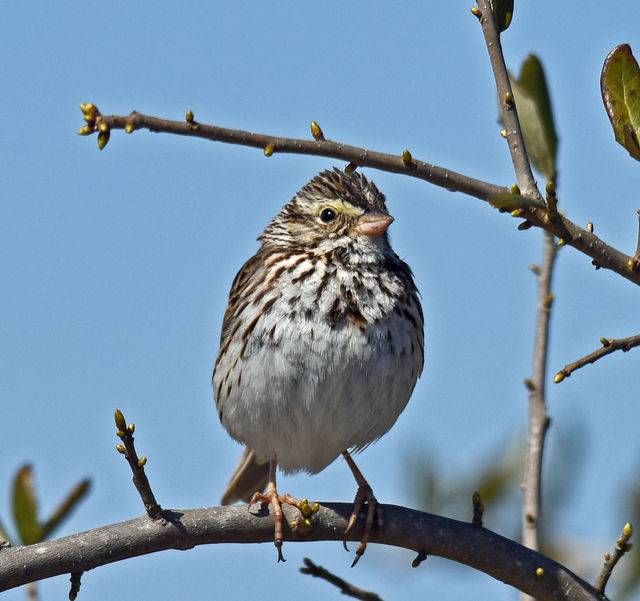 Savannah Sparrow