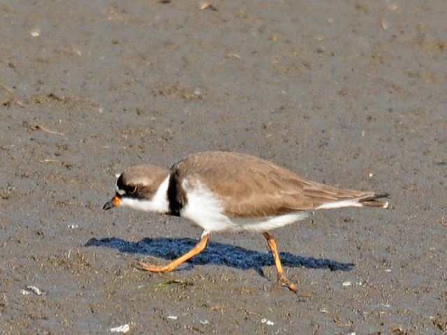 Semipalmated Plover