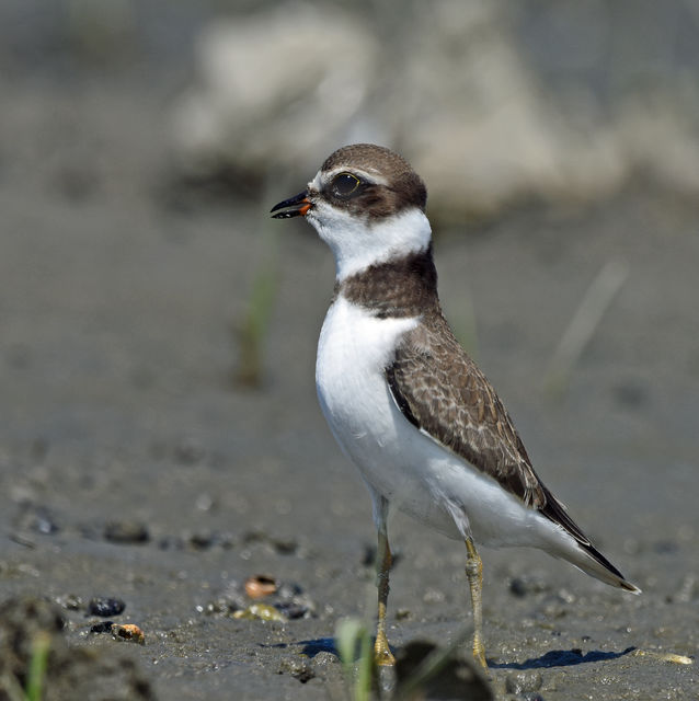 Semipalmated Plover
