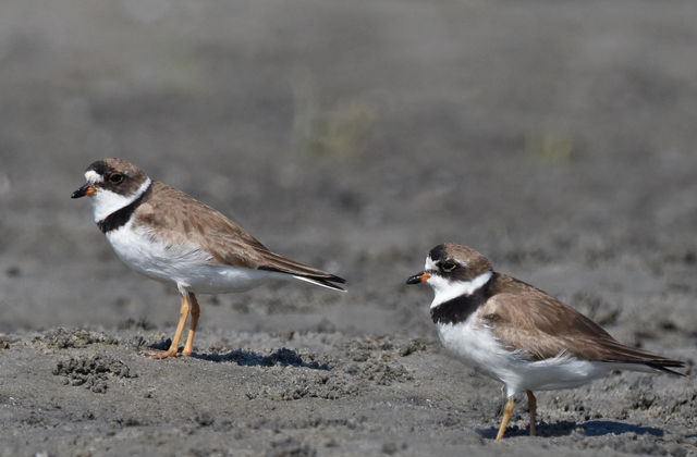 Semipalmated Plover