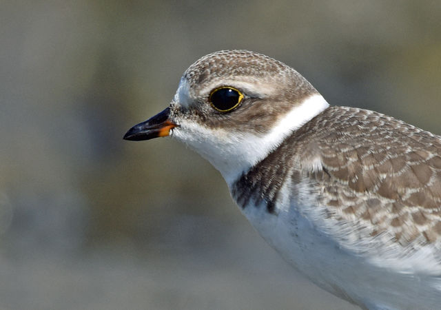 Semipalmated Plover