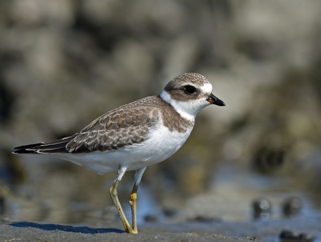 Semipalmated Plover