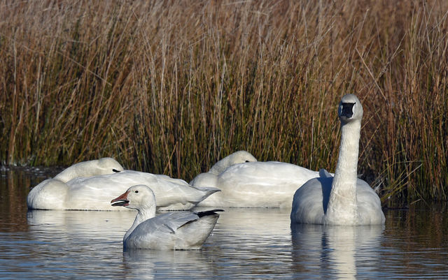 Snow Goose